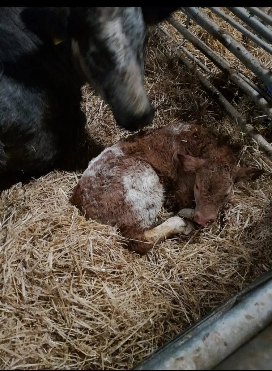 Super EBY Bull weanling for Balla Mart - Image 3