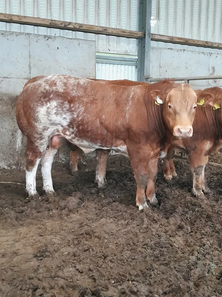 Super EBY Bull weanling for Balla Mart - Image 4