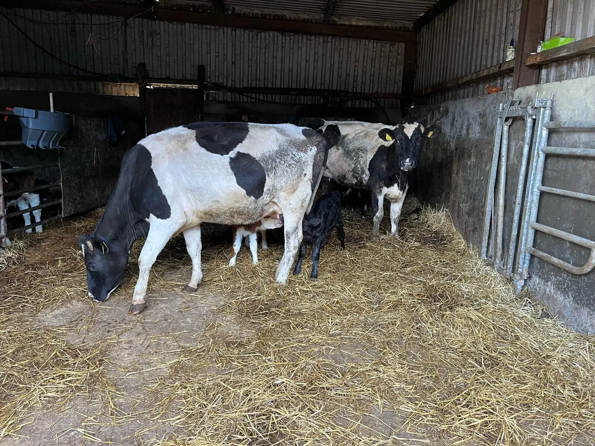 Cows to rear calves - Image 1