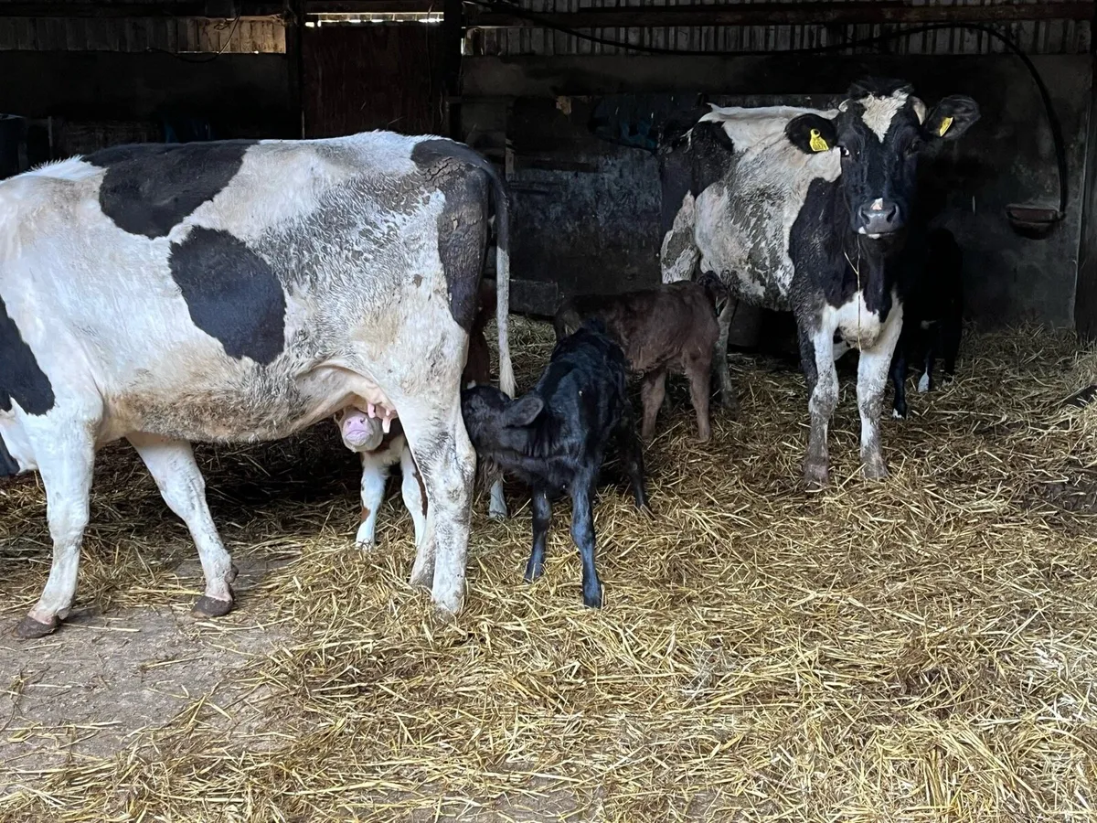 Cows to rear calves - Image 2