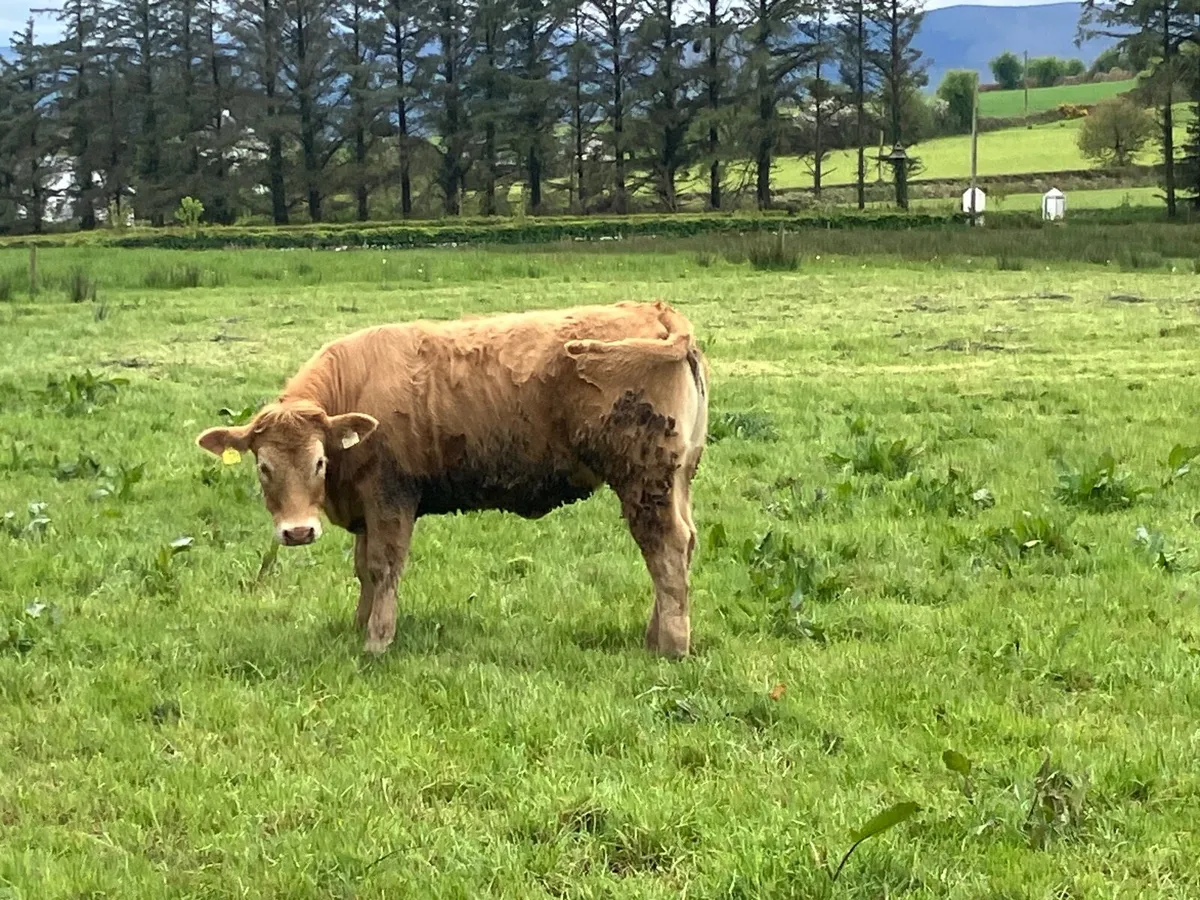 Five Star Limousine heifers - Image 1