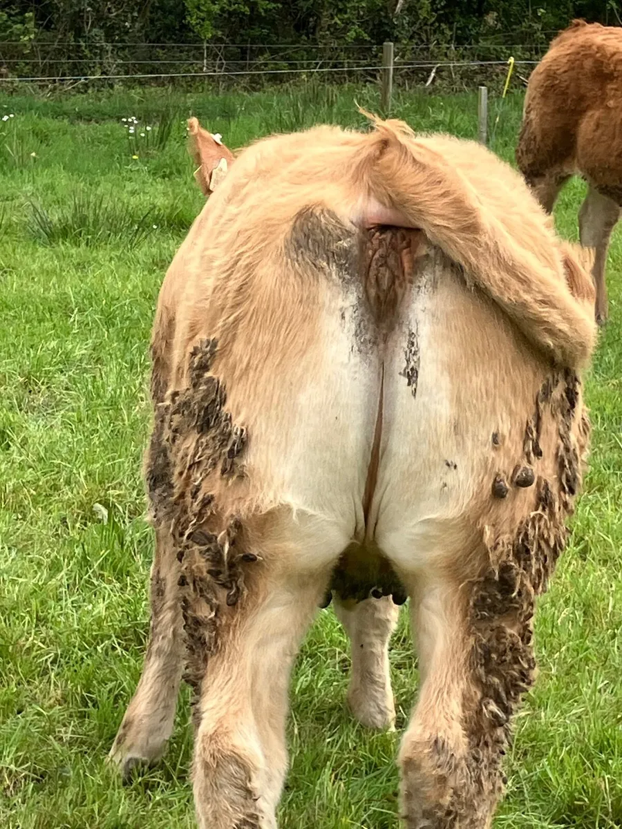 Five Star Limousine heifers - Image 2