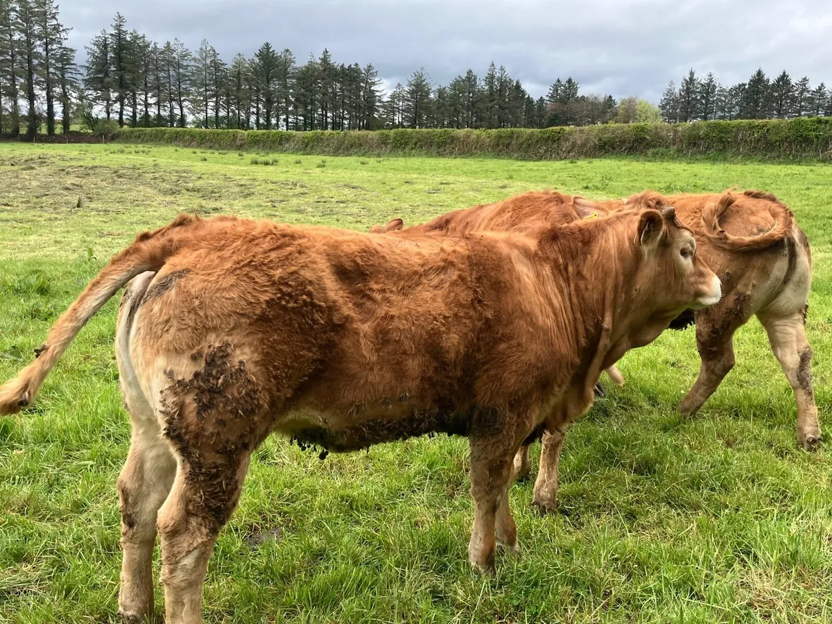 Five Star Limousine heifers - Image 3
