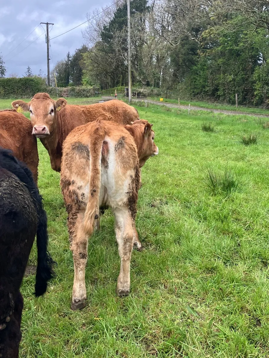 Five Star Limousine heifers - Image 4