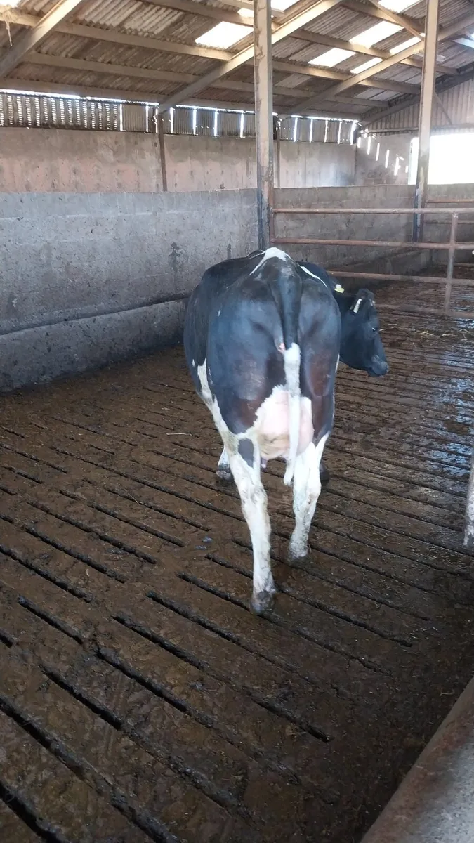Calved heifers cows - Image 1