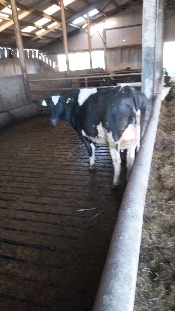 Calved heifers cows - Image 2