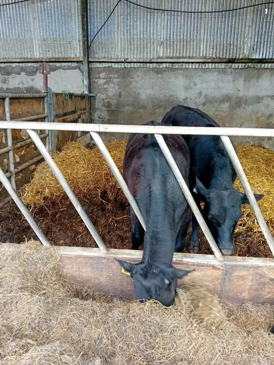 Weanlingg AA BULL - Image 1