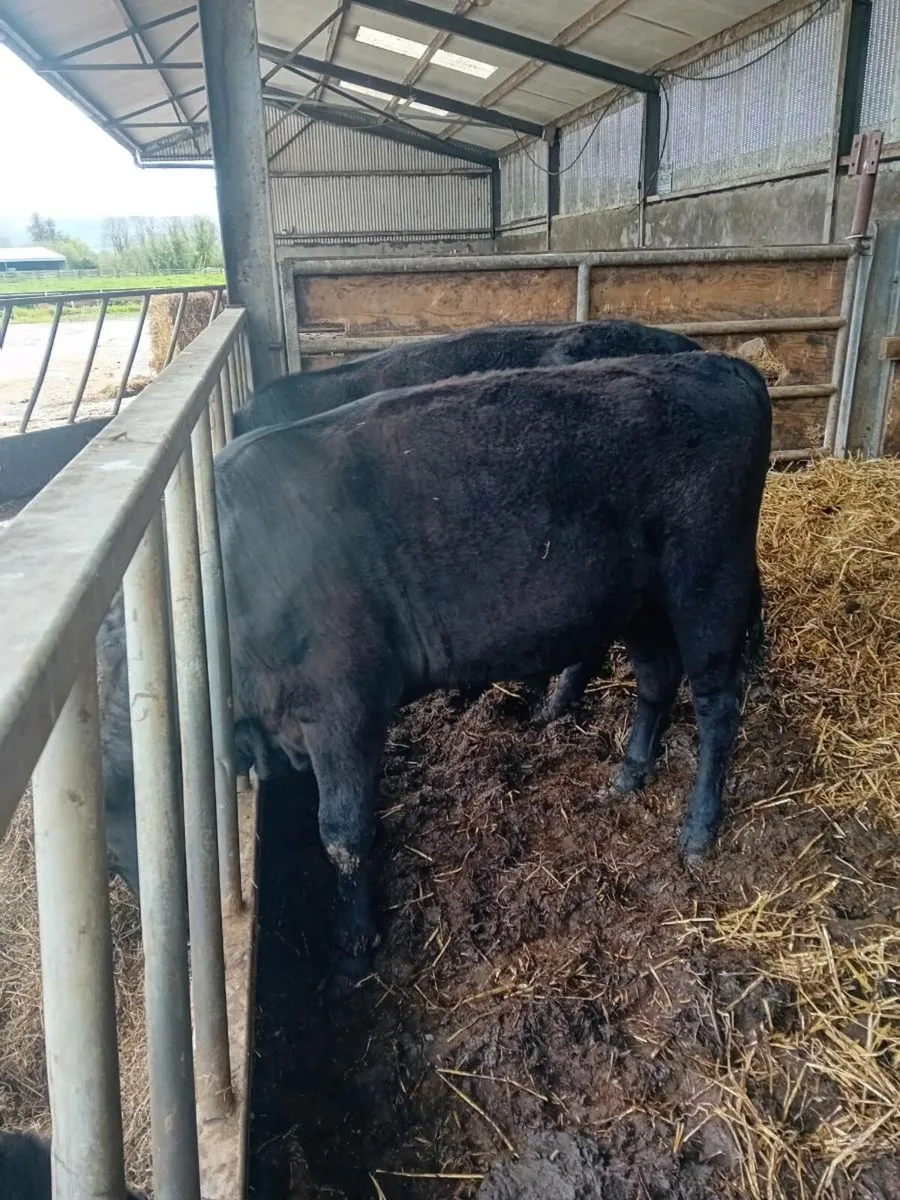 Weanlingg AA BULL - Image 2