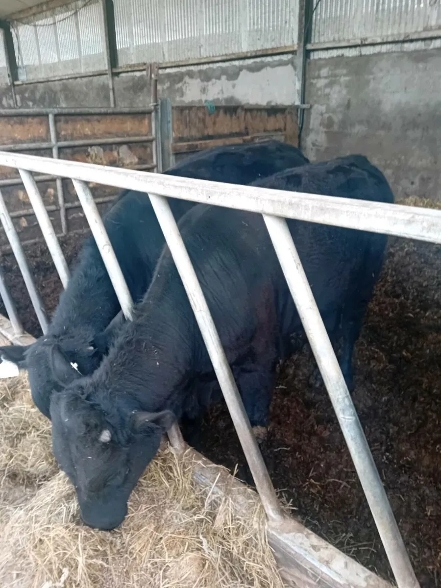 Weanlingg AA BULL - Image 3