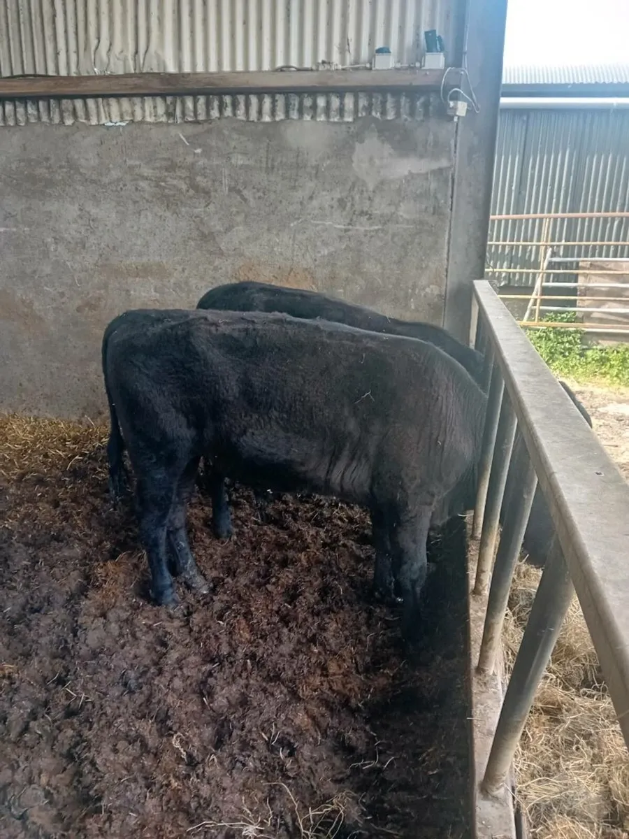 Weanlingg AA BULL - Image 4