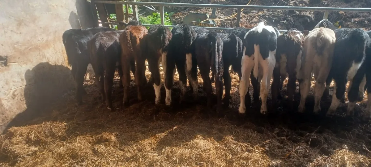 15 Reared Calves - Image 1