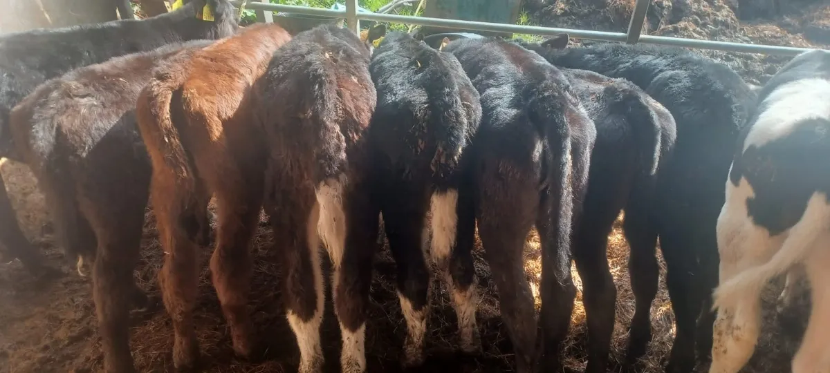 15 Reared Calves - Image 2