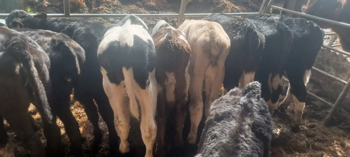 15 Reared Calves - Image 3