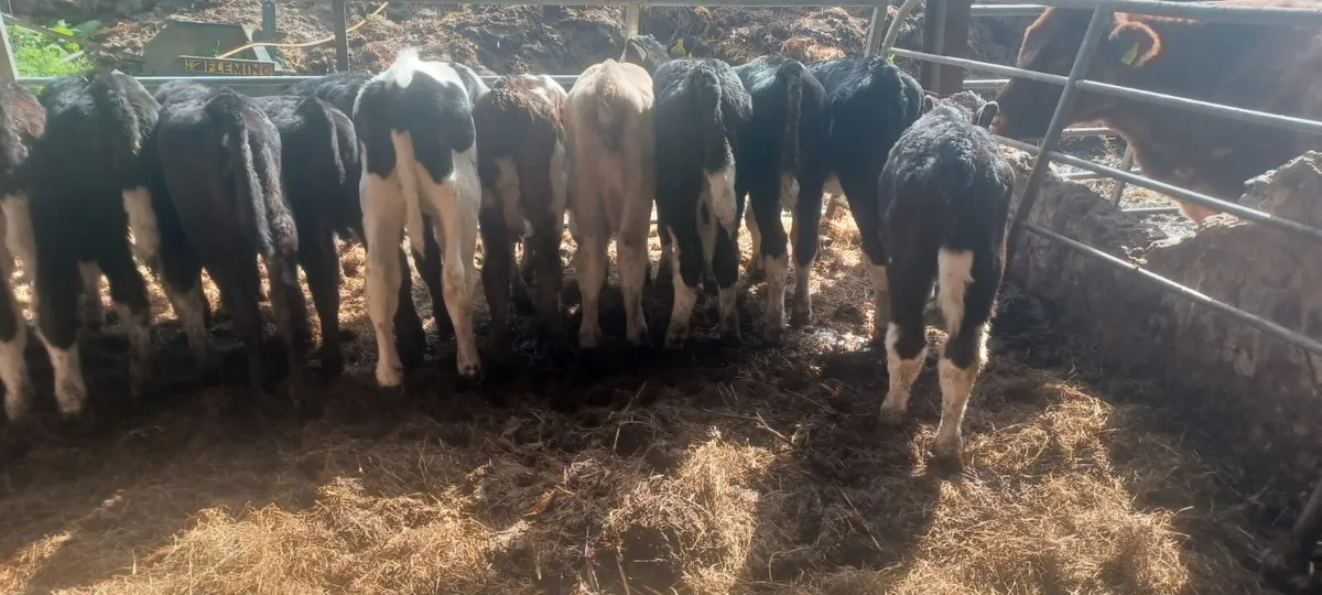 15 Reared Calves - Image 4