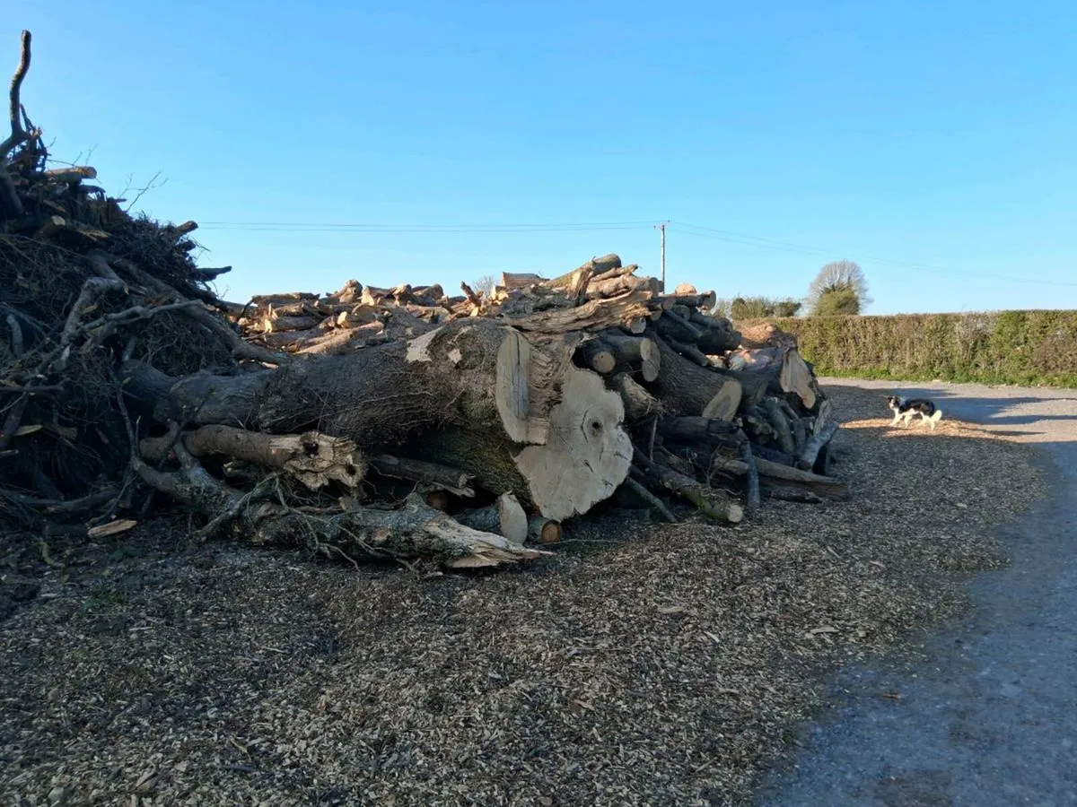 Timber/ Firewood - Image 2