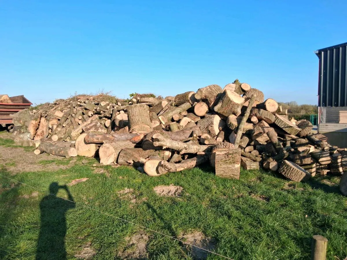 Timber/ Firewood - Image 4