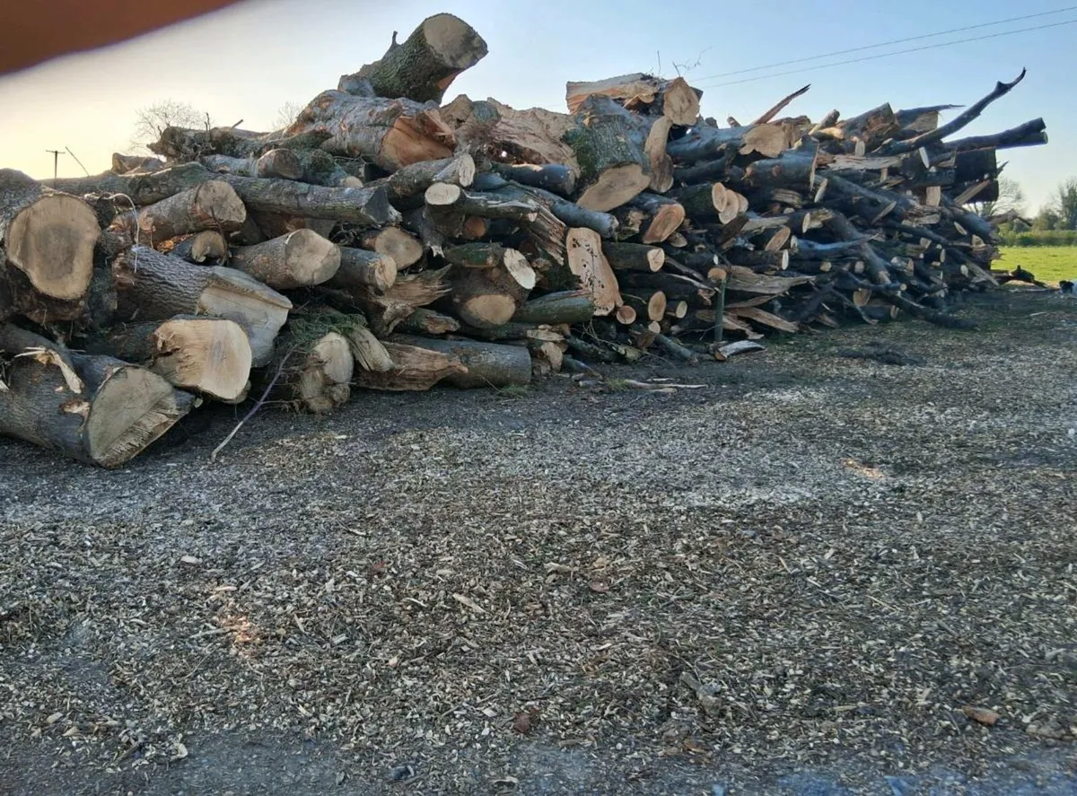 Timber/ Firewood - Image 1