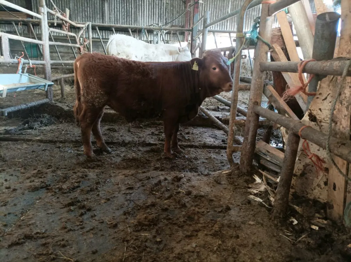 bulls - Image 3