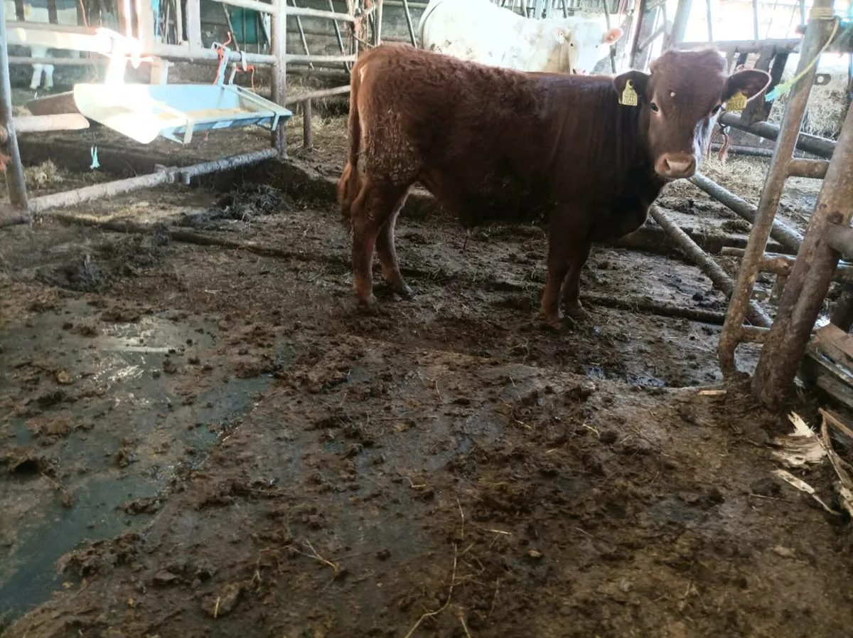bulls - Image 4