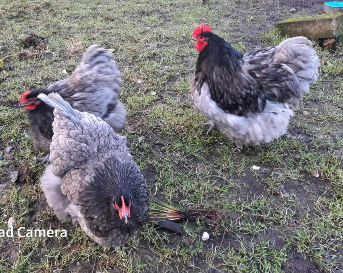 Poultry Hatching eggs - Image 4
