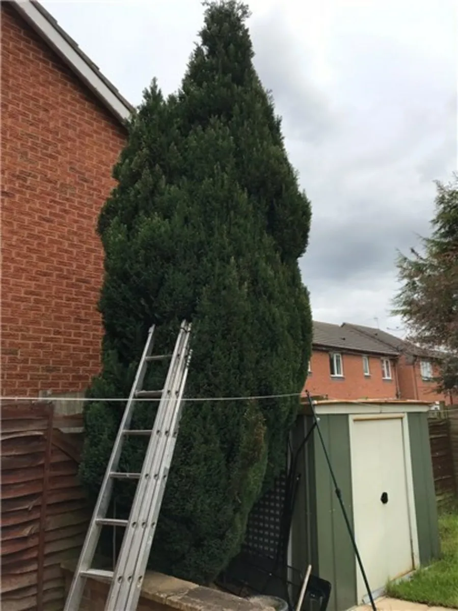🏠Attention Homeowners🏠
Are your trees getting to - Image 1
