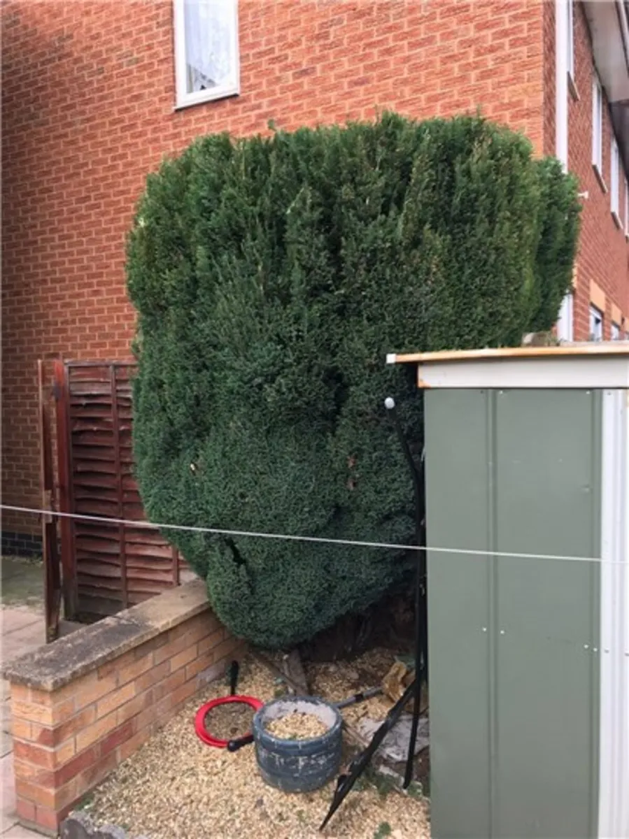 🏠Attention Homeowners🏠
Are your trees getting to - Image 2