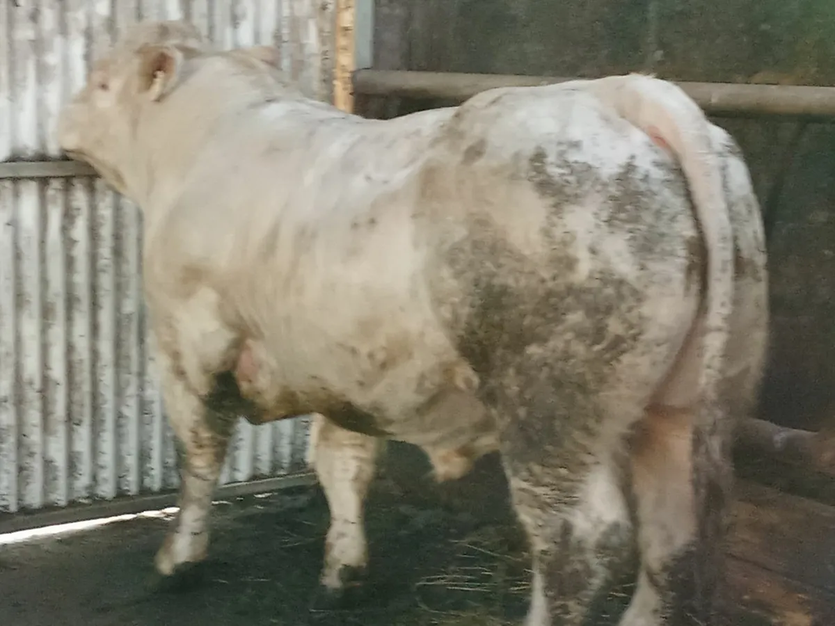 Charolais Bulls - Image 3