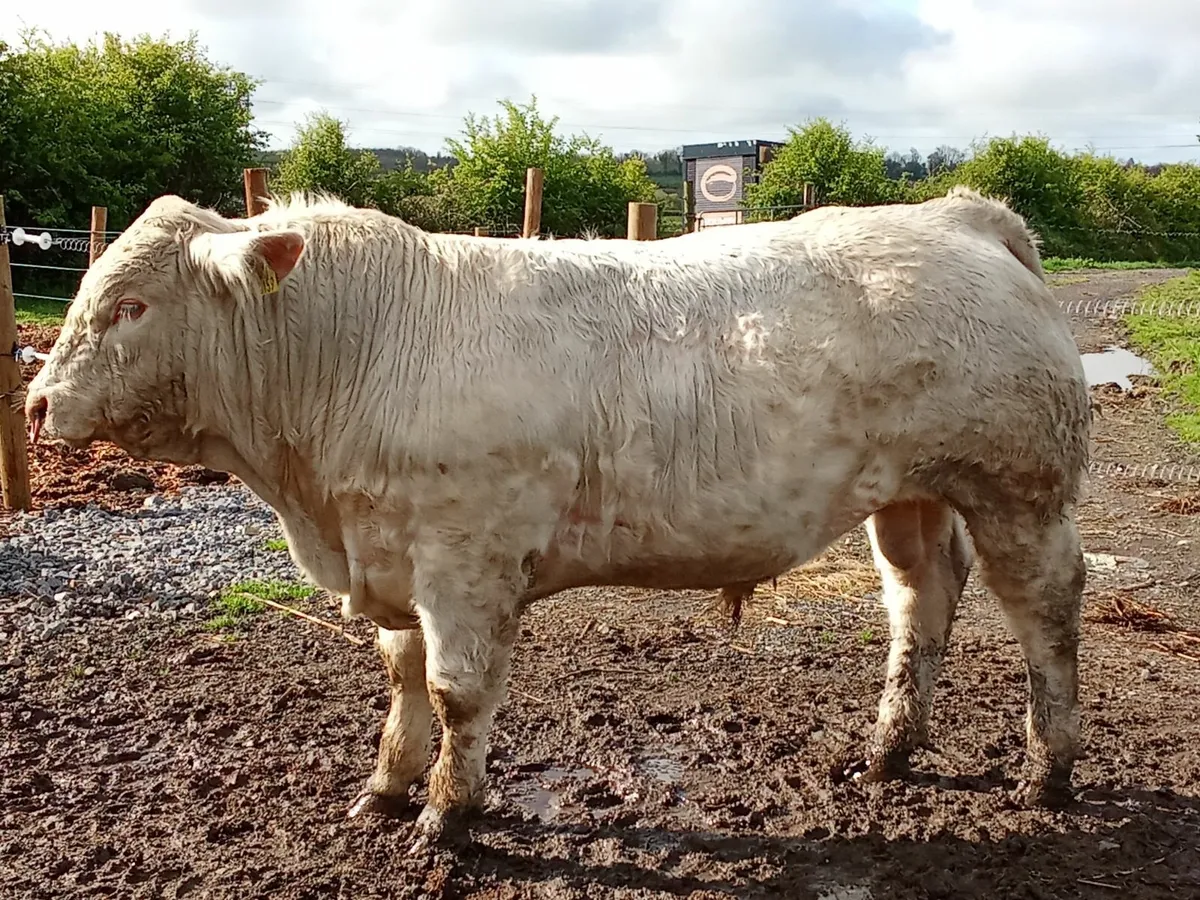 Charolais Bulls - Image 4