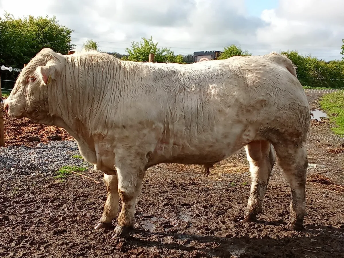 Charolais Bulls - Image 2