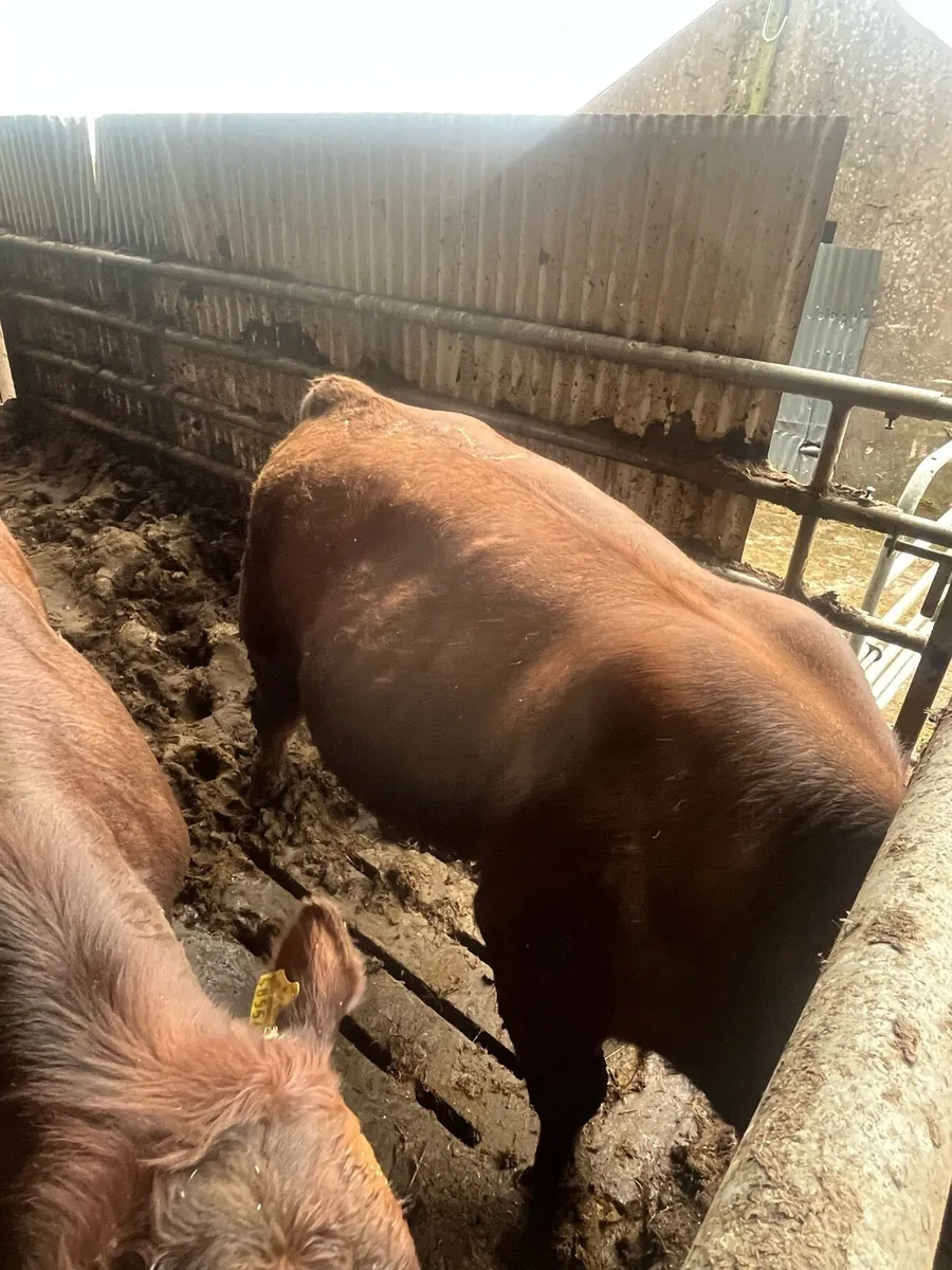 Stabiliser young pedigree bulls - Image 1