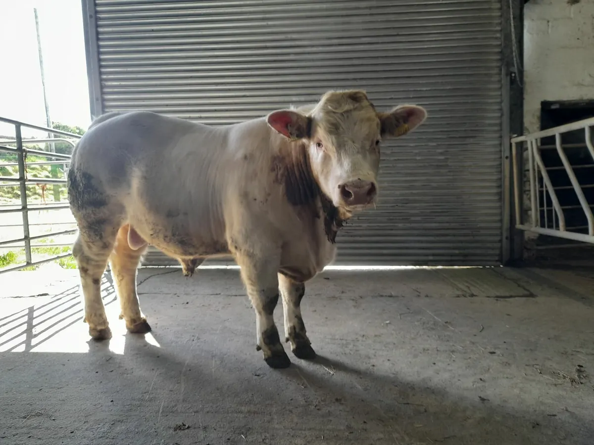 5 Star Predegree Charolais Bull - Image 1