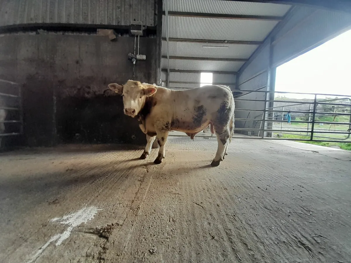 5 Star Predegree Charolais Bull - Image 2