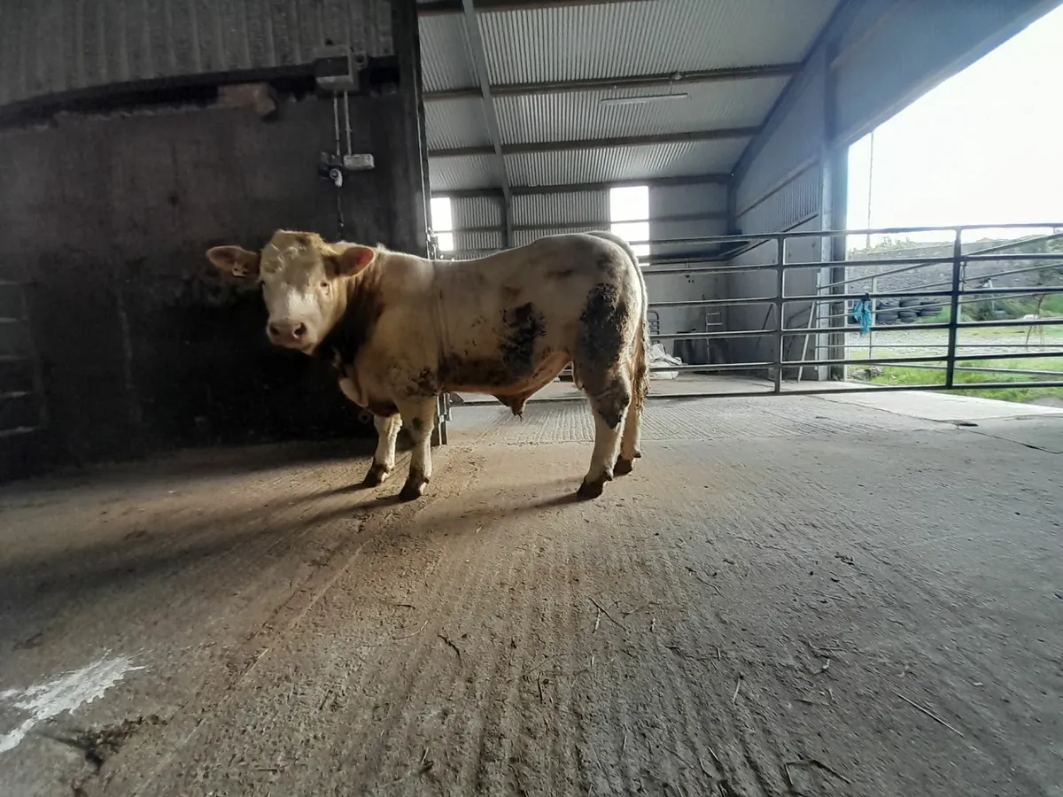 5 Star Predegree Charolais Bull - Image 3