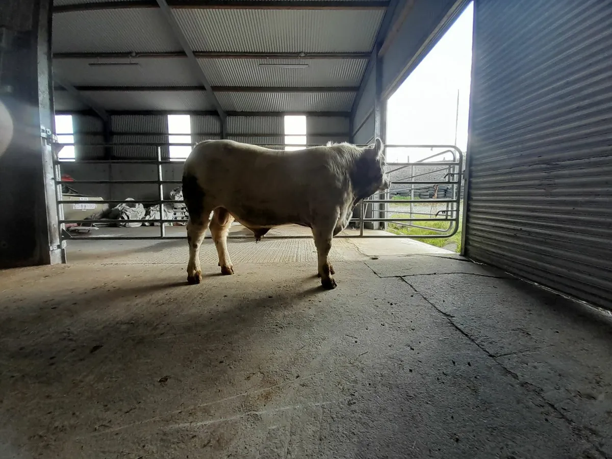 5 Star Predegree Charolais Bull - Image 4