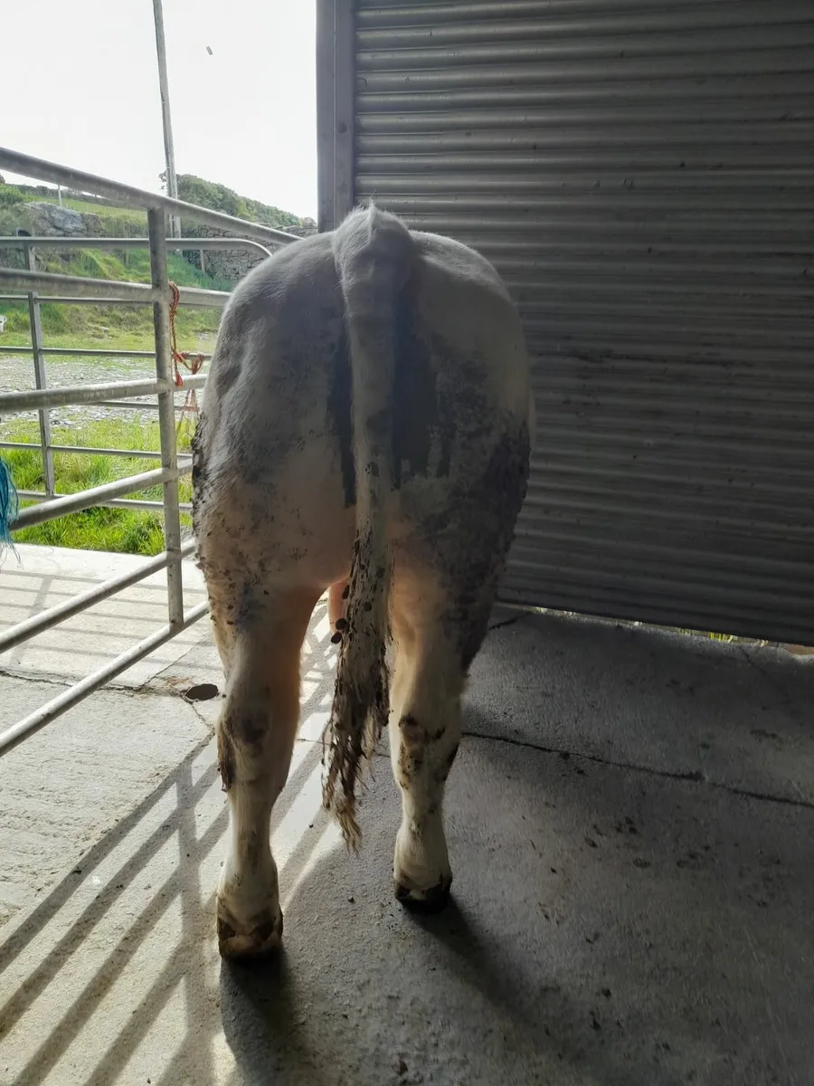 5 Star Predegree Charolais Bulls - Image 3