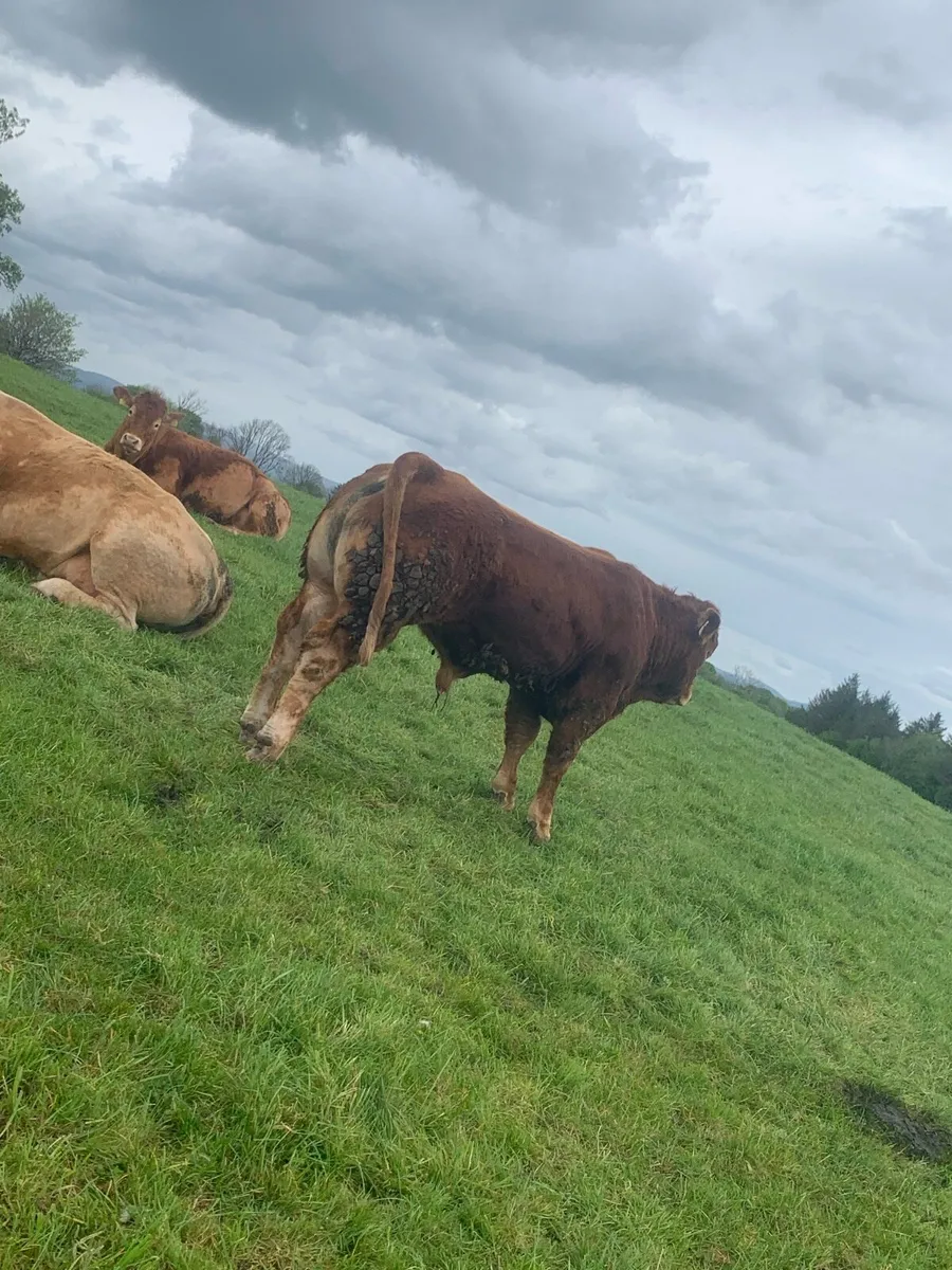 Pedigree AI Rolex bull - Image 1