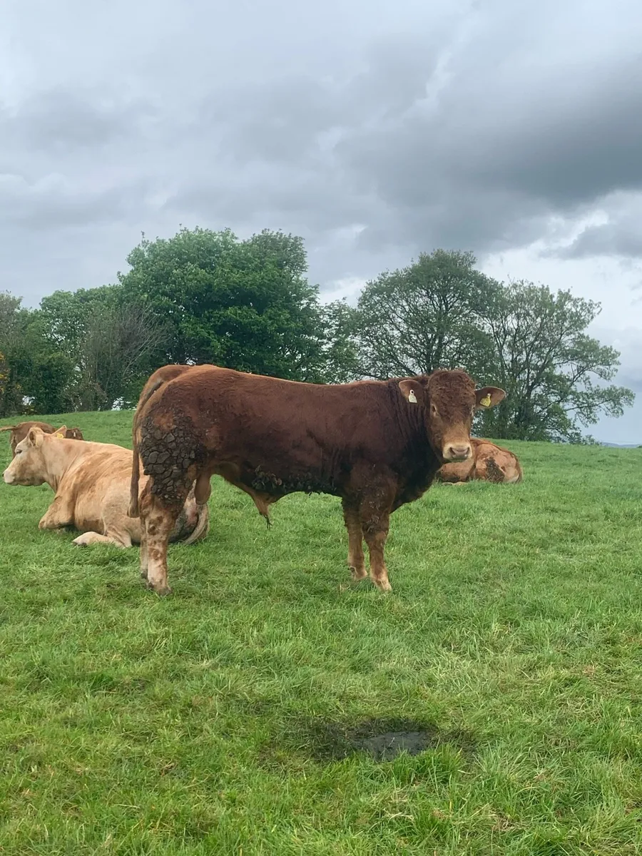 Pedigree AI Rolex bull - Image 2