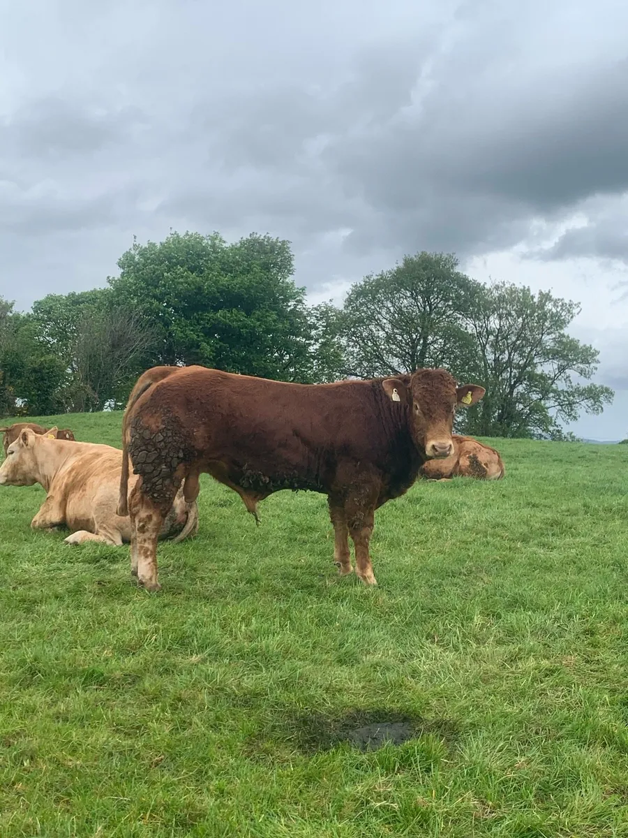 Pedigree AI Rolex bull - Image 3