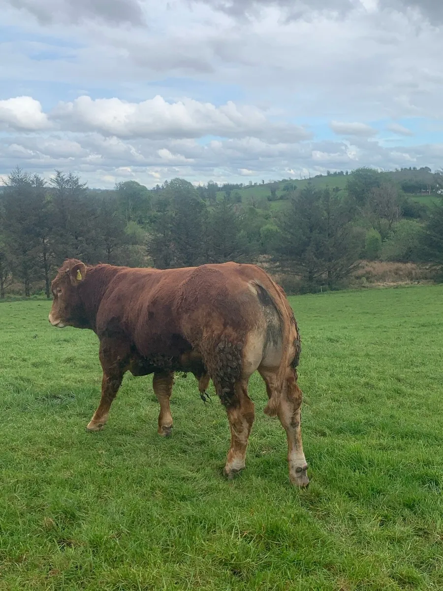 Pedigree AI Rolex bull - Image 4