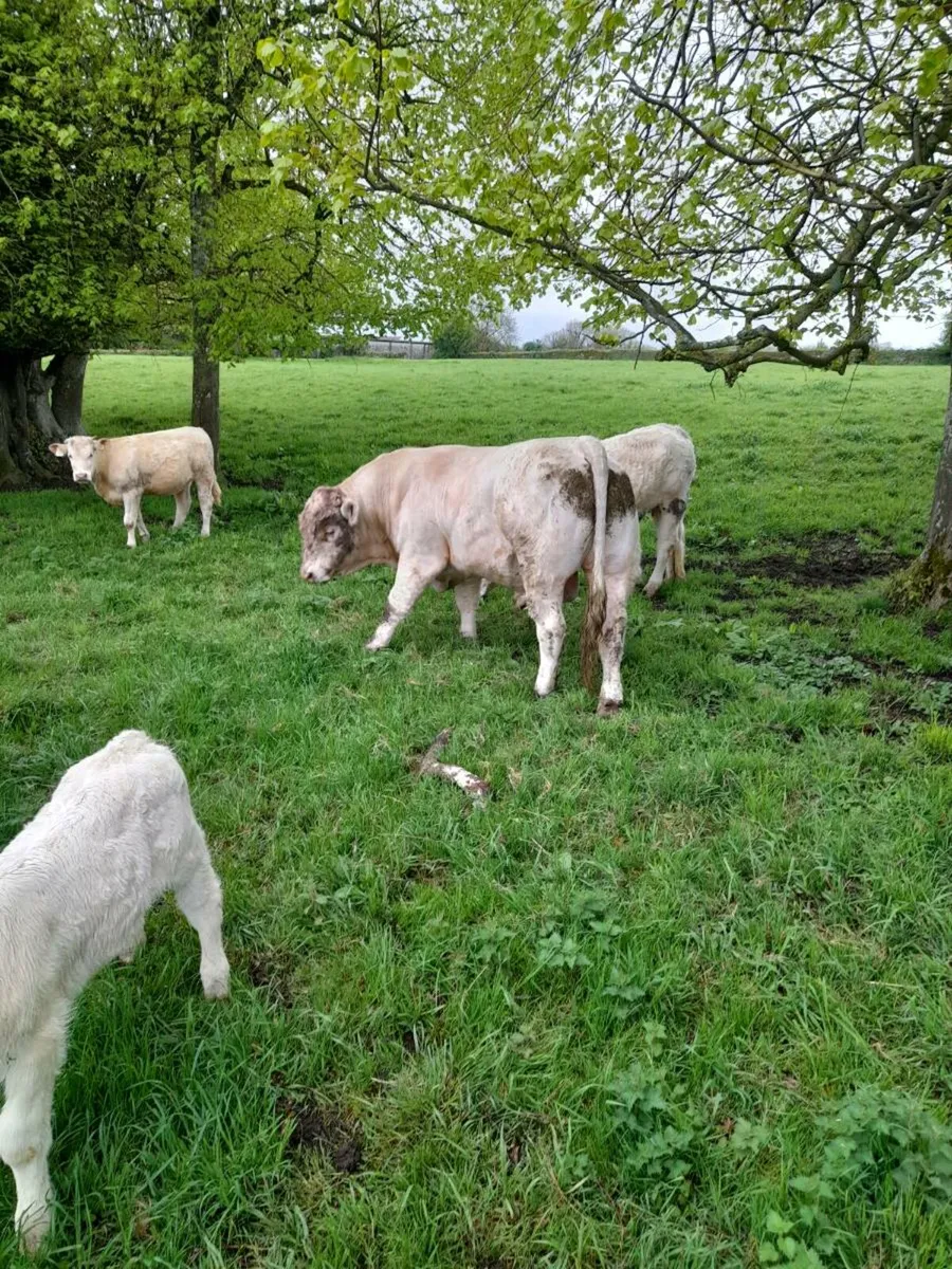 Pedigree Charolais - Image 4