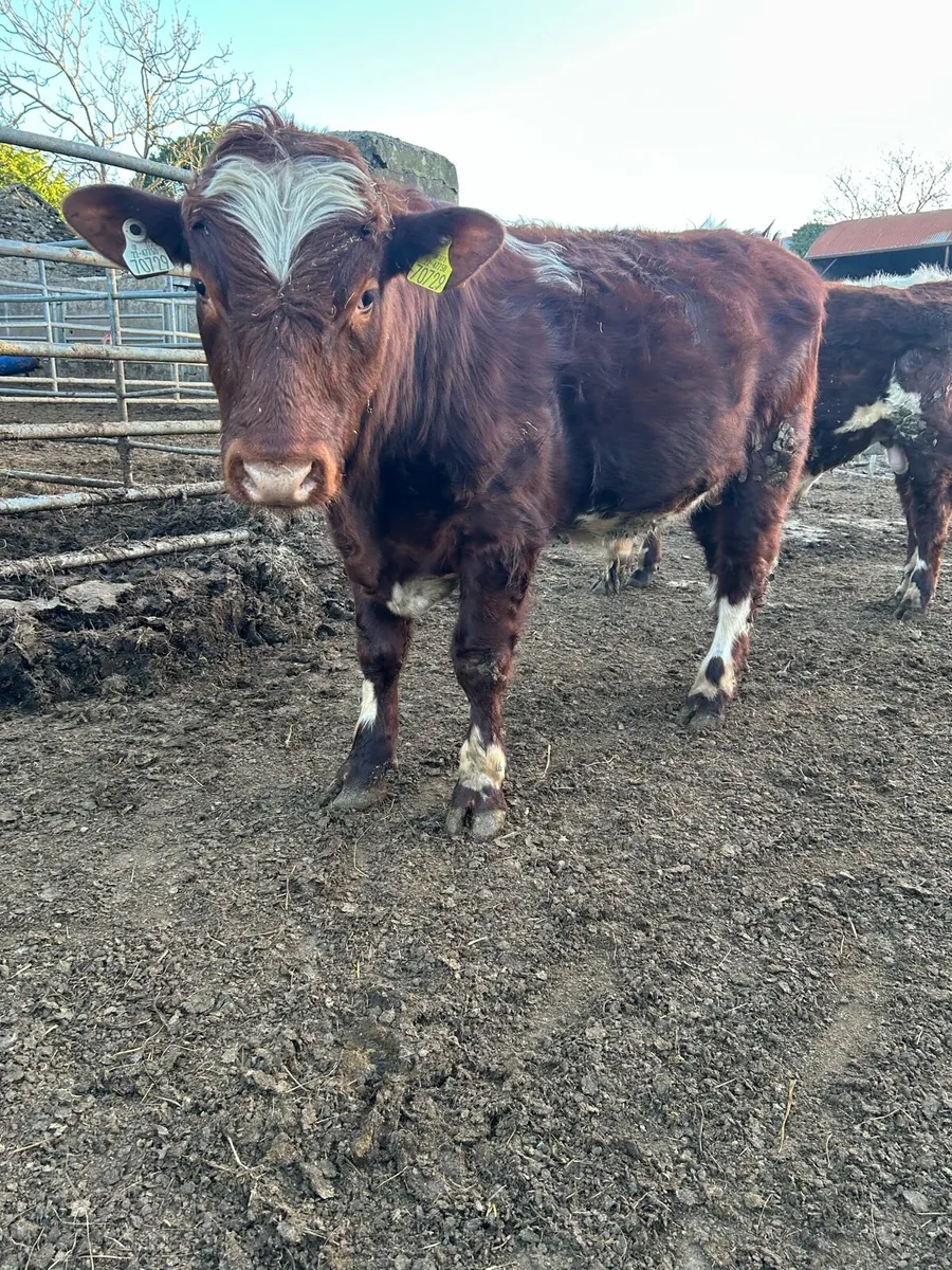 Pbr shorthorn bulls - Image 1