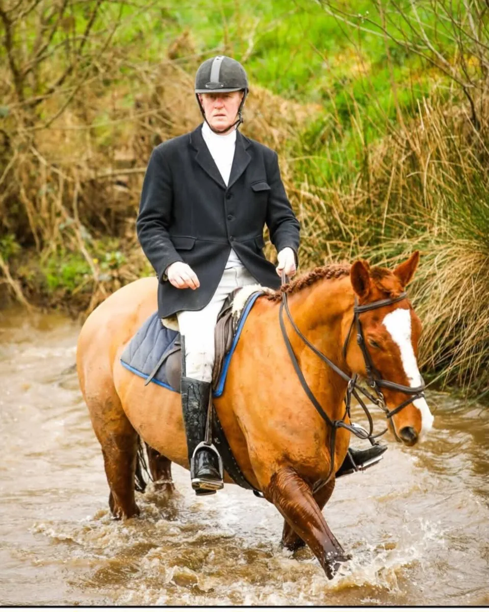 16.1 14 year old gelding - Image 1