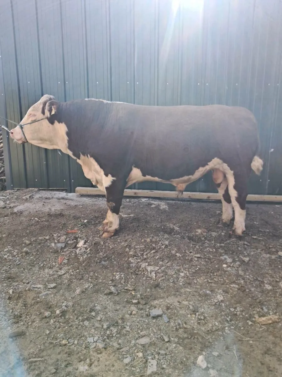 Hereford Bull - Image 1