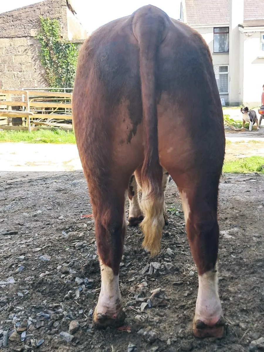 Hereford Bull - Image 2