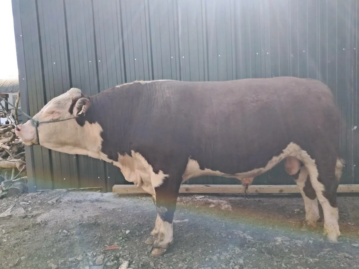 Hereford Bull - Image 3