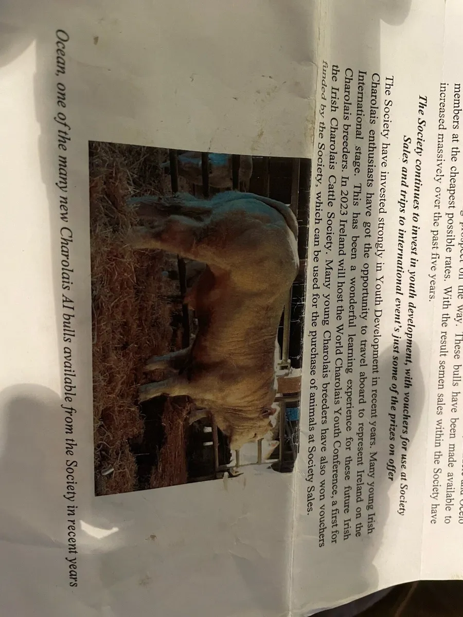 Charolais Bull ( 1 Ocean Bull left, 3% Calving) - Image 3