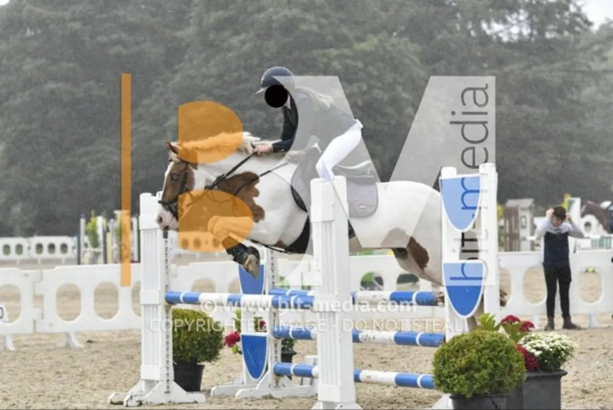 Backup due to time wasters 14,2 allrounder gelding - Image 1