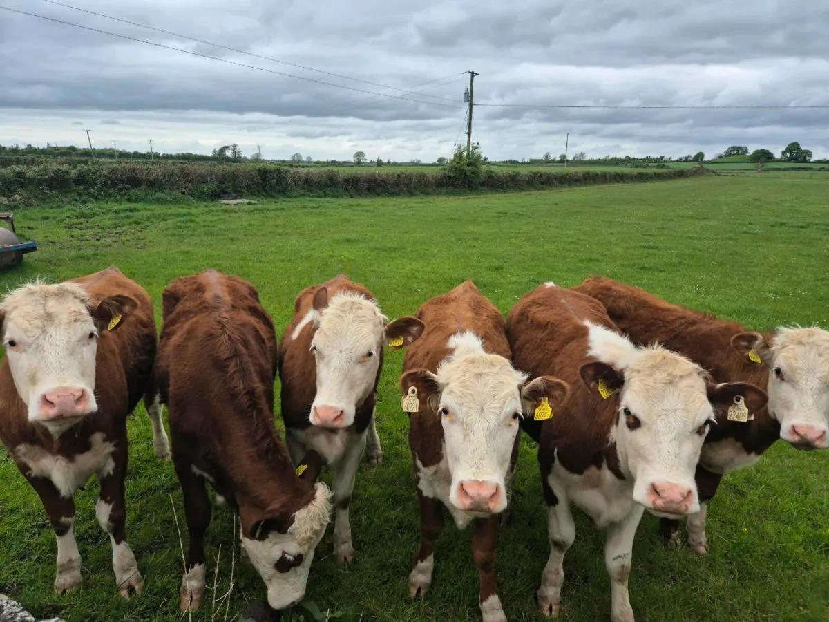 Breeding heifers - Image 1