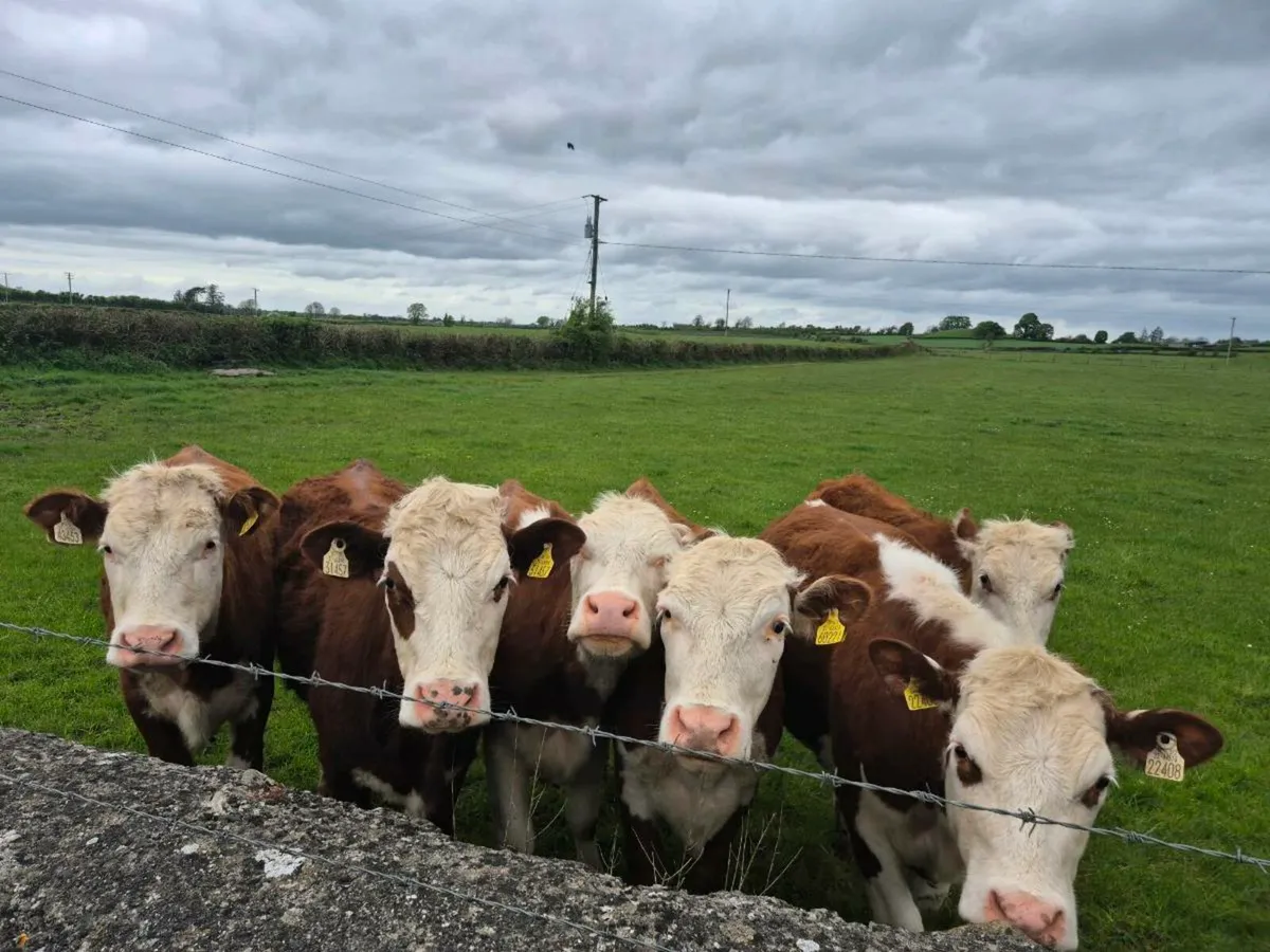 Breeding heifers - Image 3