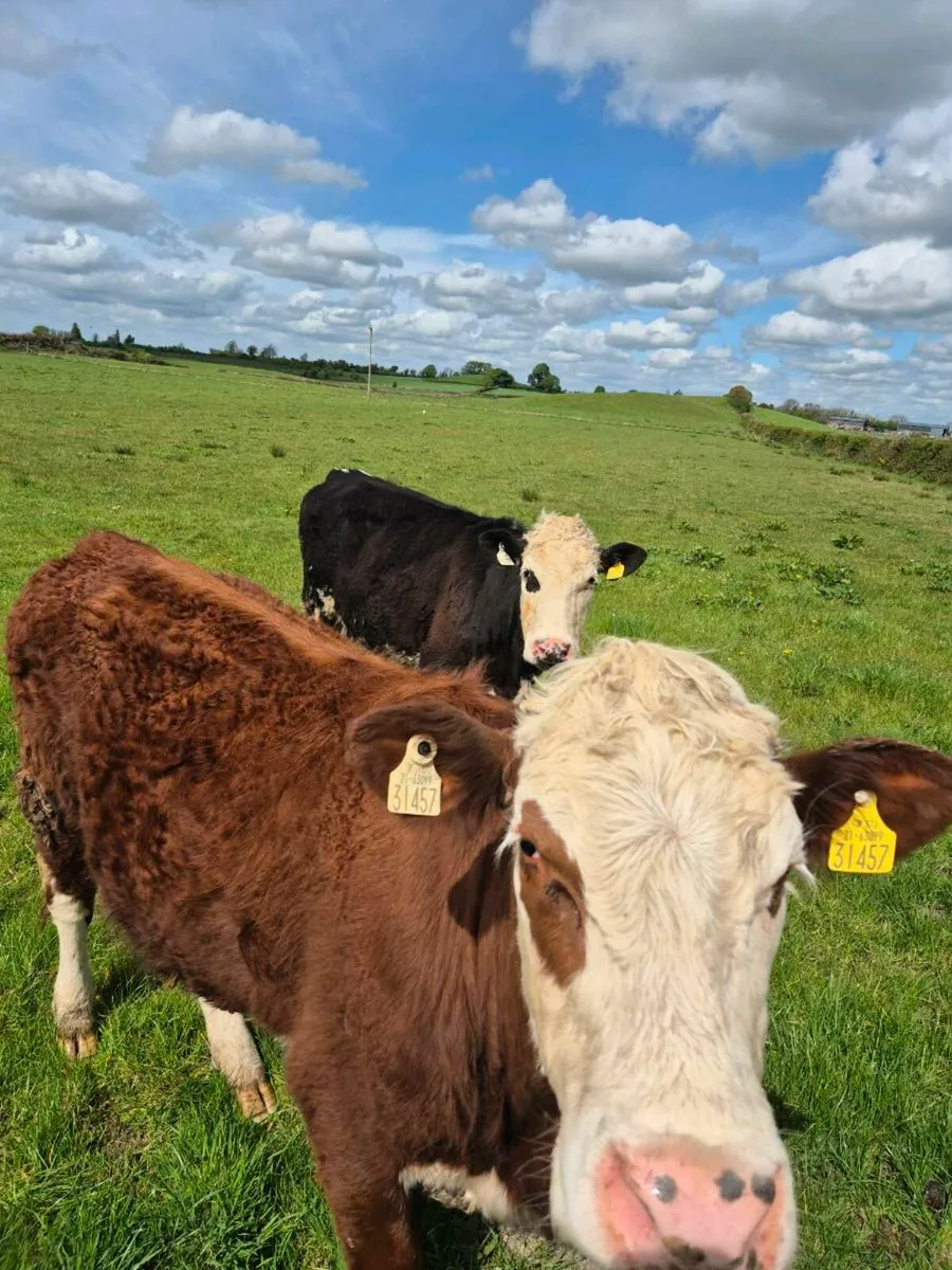 Breeding heifers - Image 4